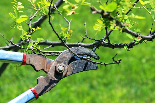 Cost of Branches Pruning in Foley