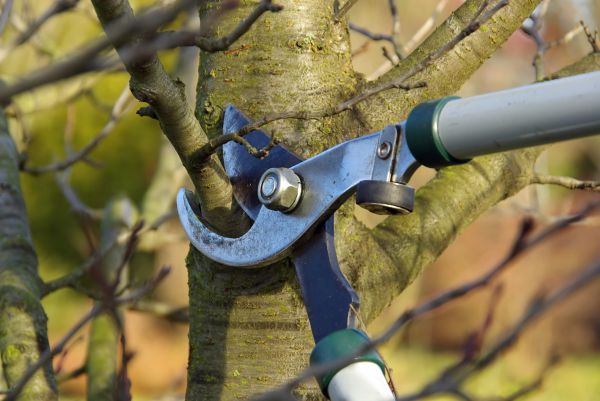 Cost of Tree Limb Trimming Service in Foley