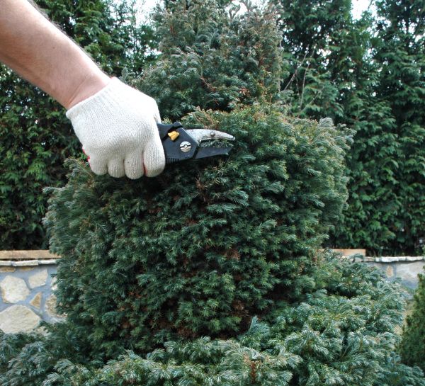 Cost of Ornamental Tree Trimming in Foley