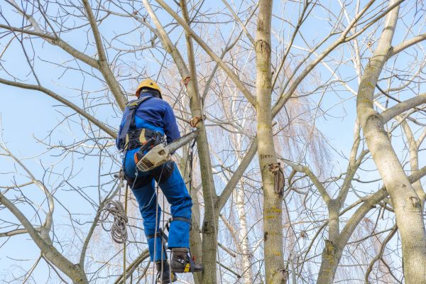 Cost of Large Tree Trimming in Foley