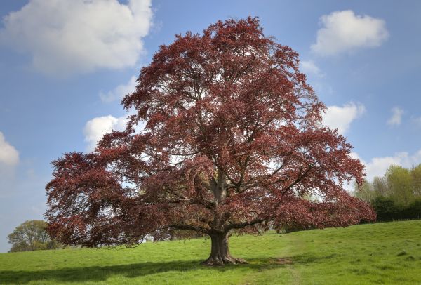 Cost of Beech Tree Pruning in Foley