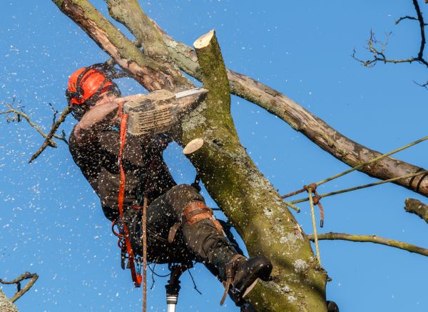 Tree Trimming Service in Foley
