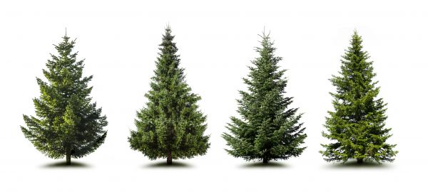 Cost of Pine Tree Trimming in Foley