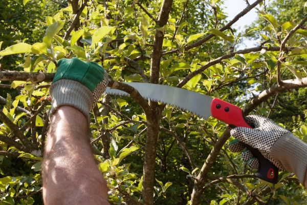 Apple Tree Trimming in Foley